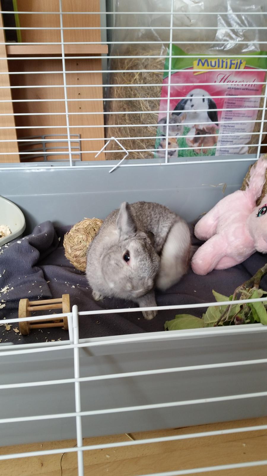 Kanin Ahrenkiels Ninka - ninka klør sig bag øret billede 31