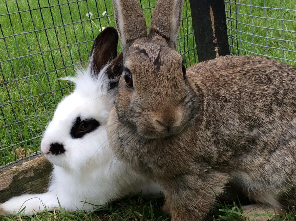 Kanin IDA billede 2