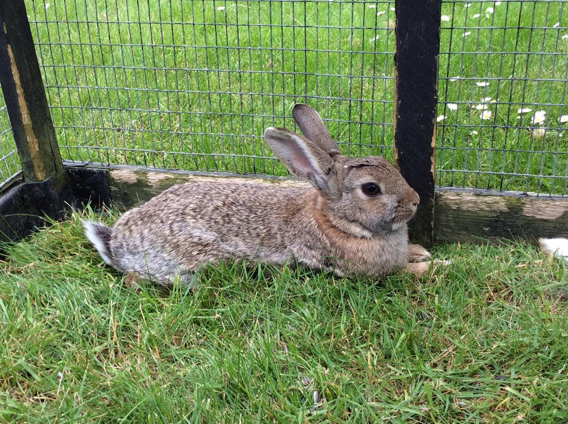 Kanin IDA billede 4
