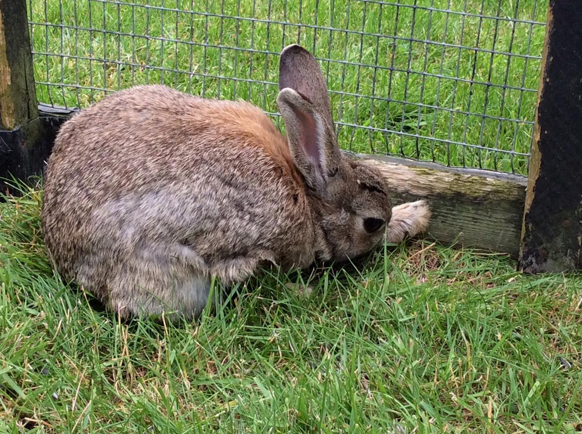 Kanin IDA billede 7