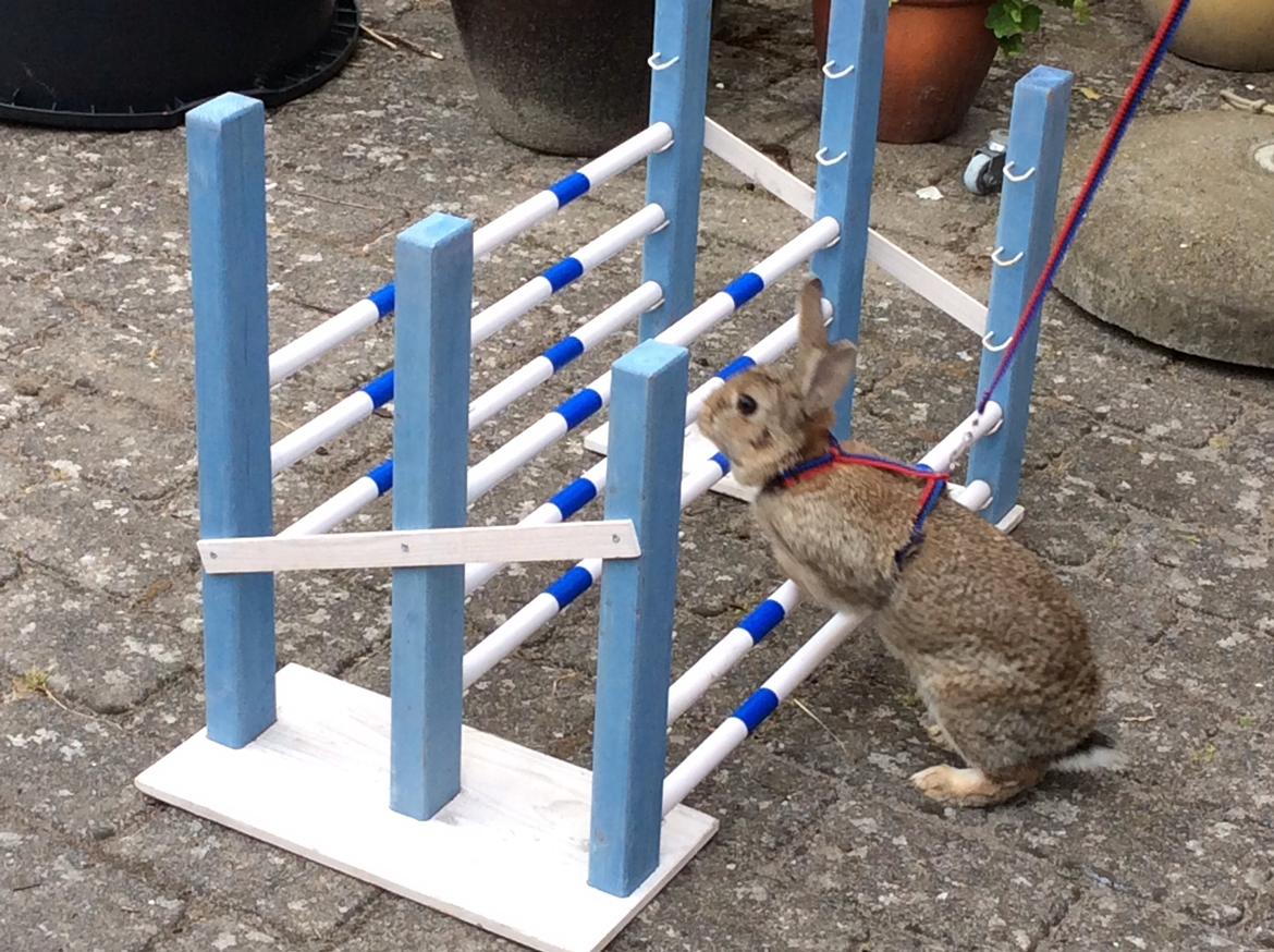 Kanin IDA billede 10