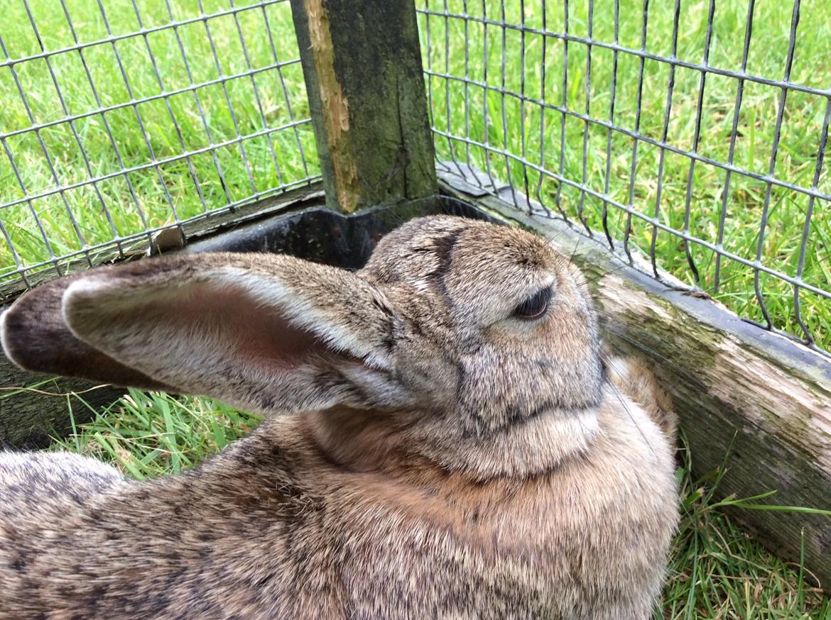 Kanin IDA billede 11