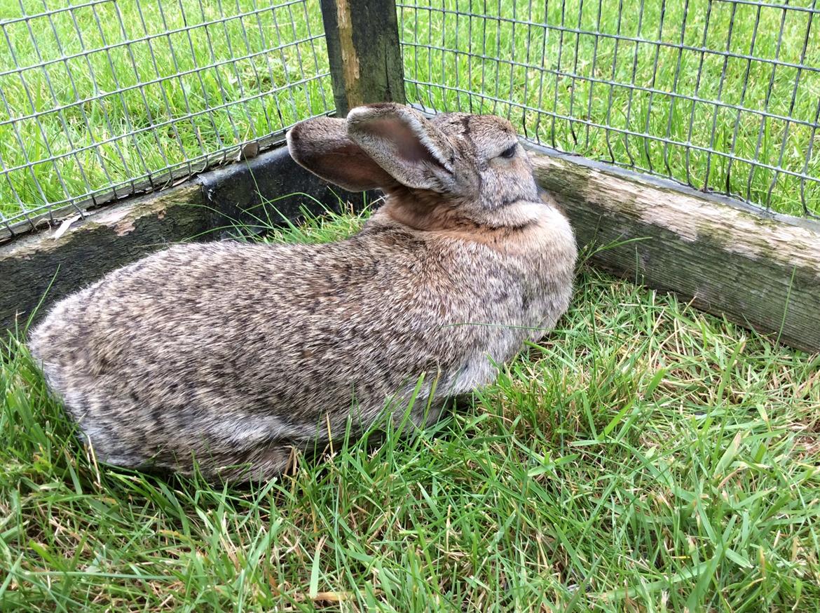 Kanin IDA billede 12