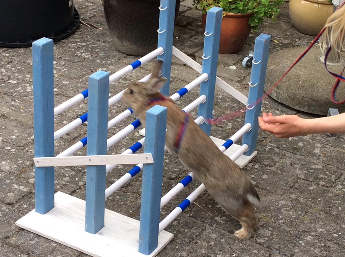 Kanin IDA billede 13