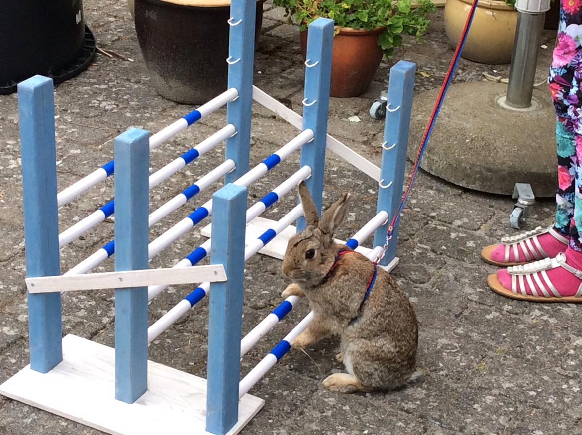 Kanin IDA billede 14