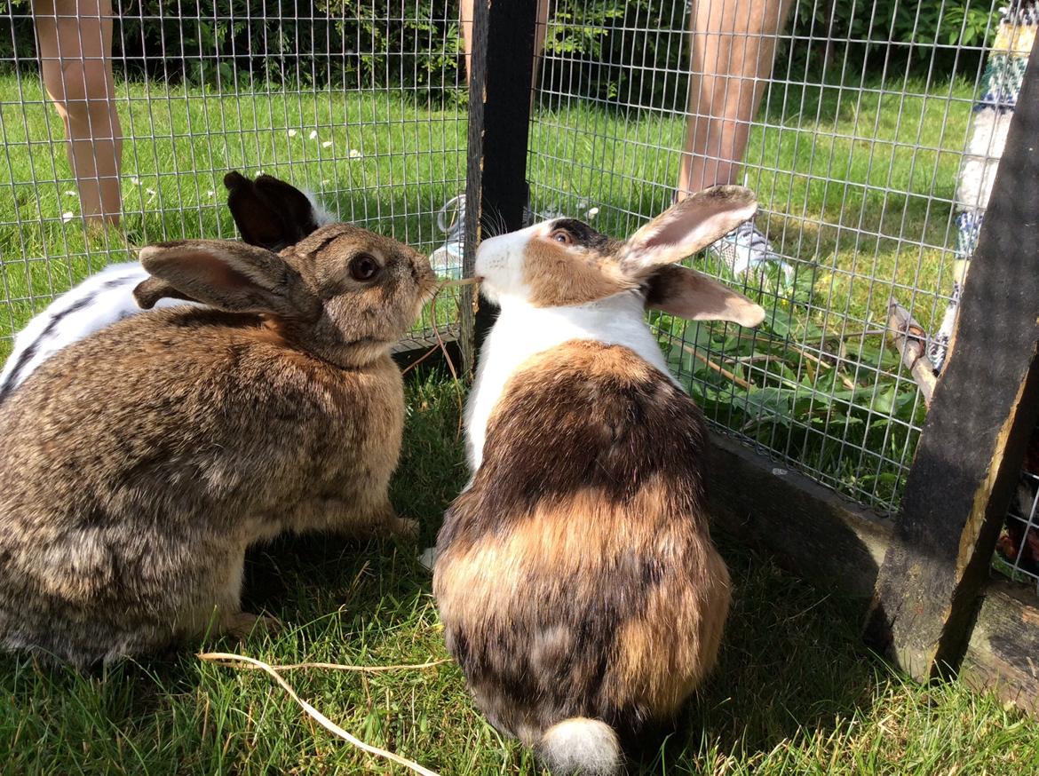 Kanin IDA billede 15