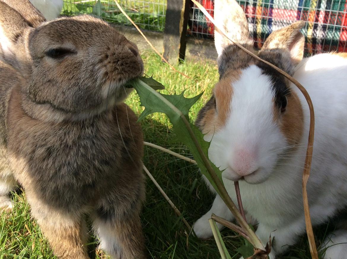 Kanin IDA billede 16