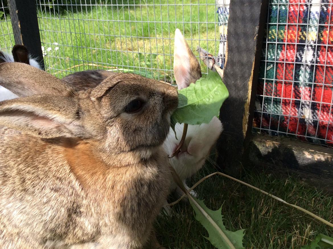 Kanin IDA billede 17