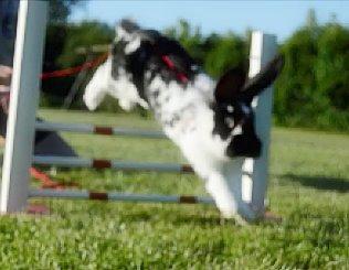 Kanin Tulle - juni 2014 -beklager kvaliteten, men det er hendes record<3 billede 14