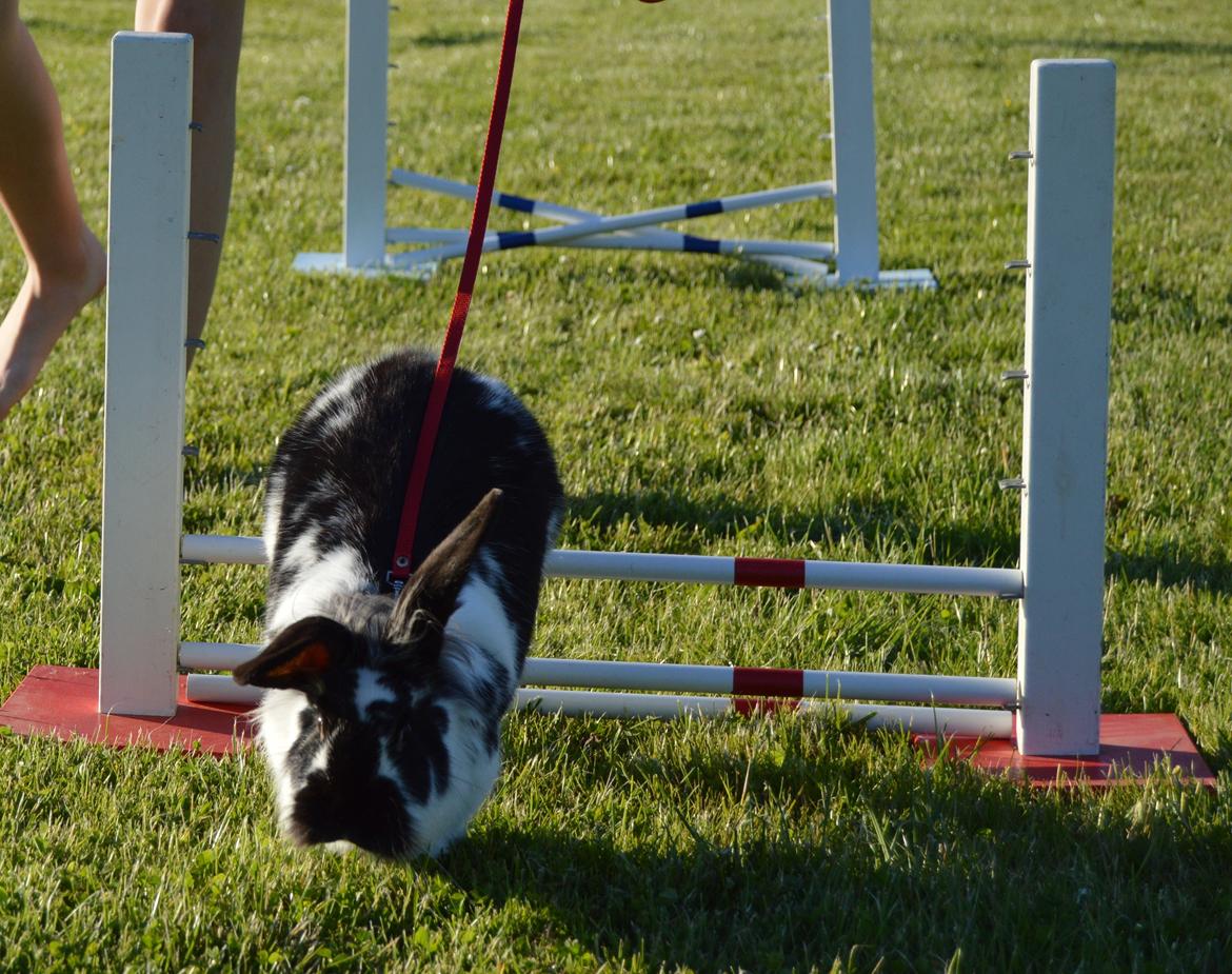 Kanin Tulle - Juni 2014 billede 34