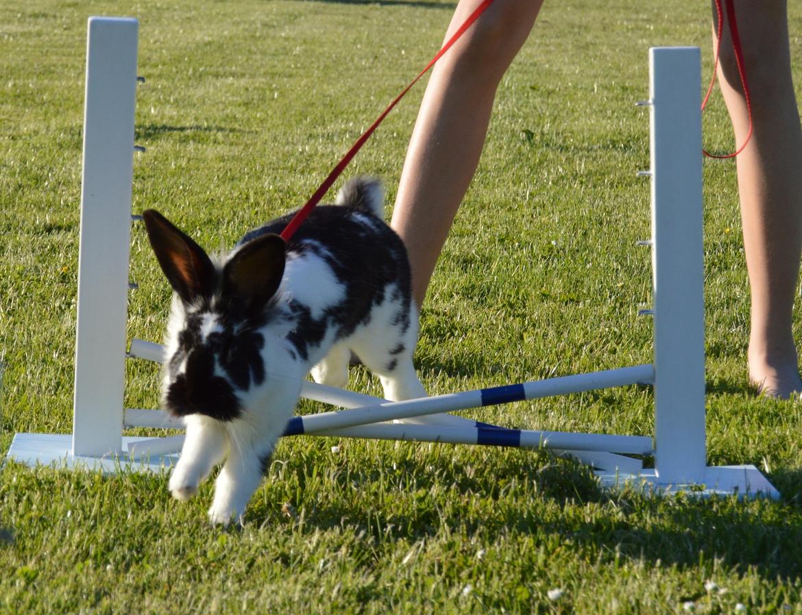 Kanin Tulle - Juni 2014 billede 5