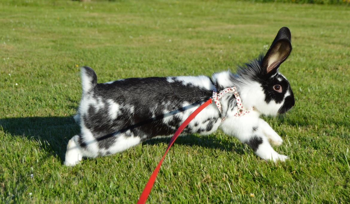 Kanin Tulle - juni 2014 billede 20