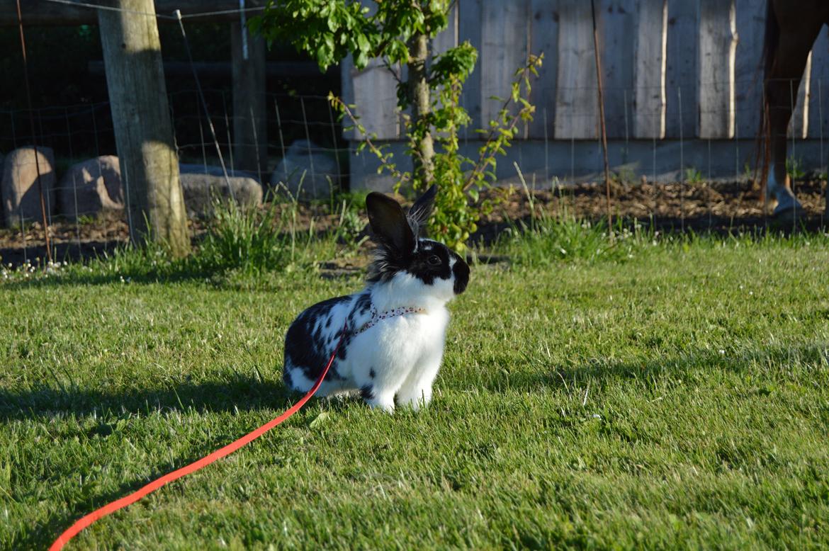 Kanin Tulle - juni 2014 billede 18