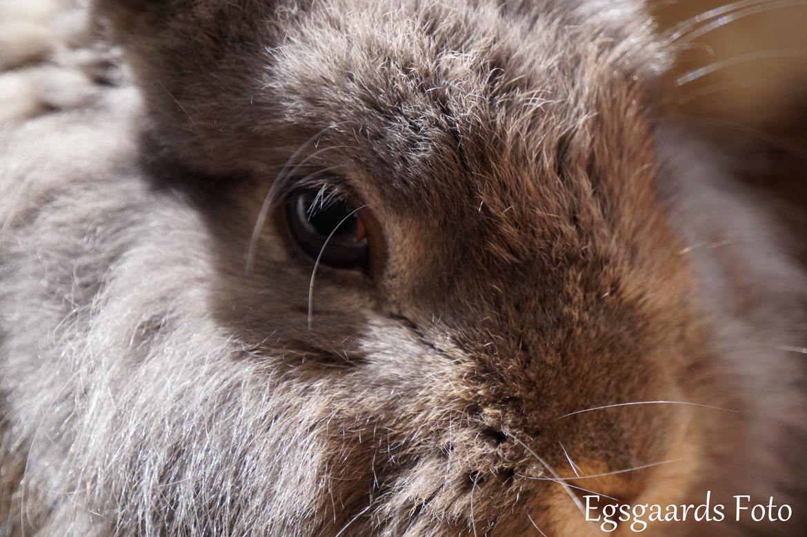 Kanin Skipper<3 - Foto: Victoria Egsgaard/Egsgaards Foto billede 8