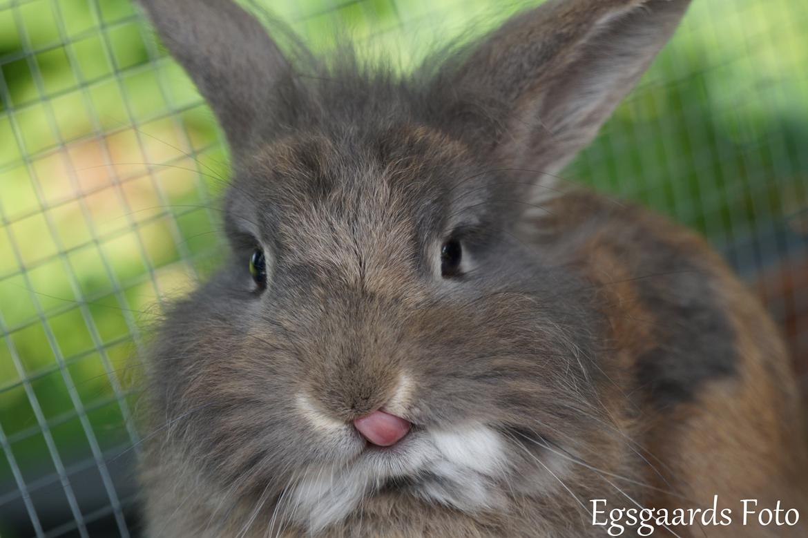 Kanin Skipper<3 - Foto: Victoria Egsgaard/Egsgaards Foto billede 2