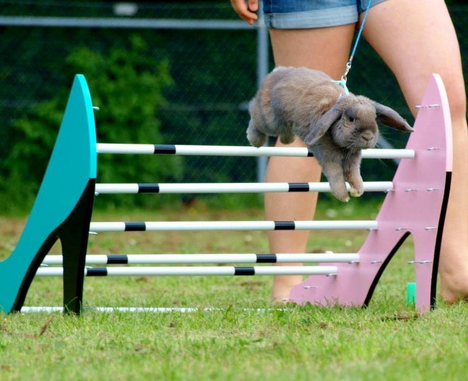 Kanin Rosas Costa Del Sol *R.I.P* billede 1