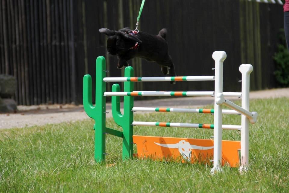 Kanin Milkas Ch. Koma Karma Kosmos - Fotograf: Mathilde Madsen billede 8