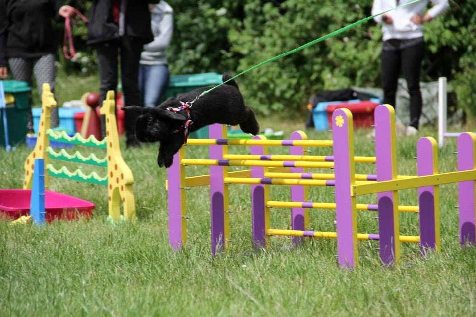 Kanin Milkas Ch. Koma Karma Kosmos - Fotograf: Mathilde Madsen billede 10