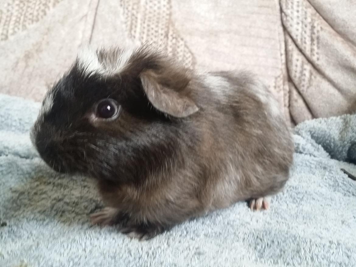 Marsvin Teddy billede 4