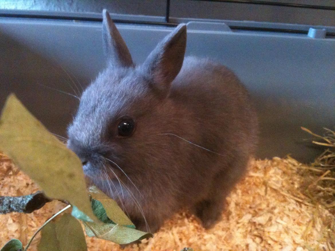 Kanin Nimbus billede 1