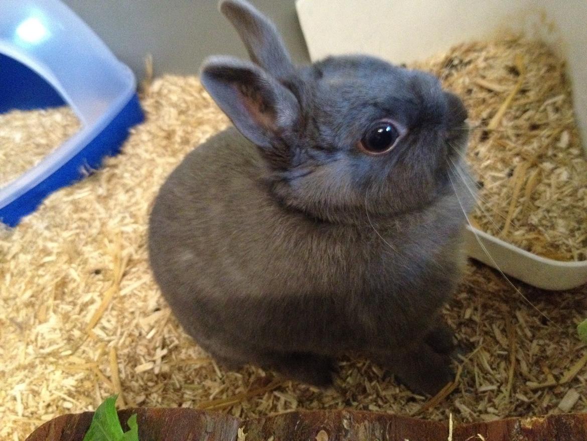 Kanin Nimbus billede 2