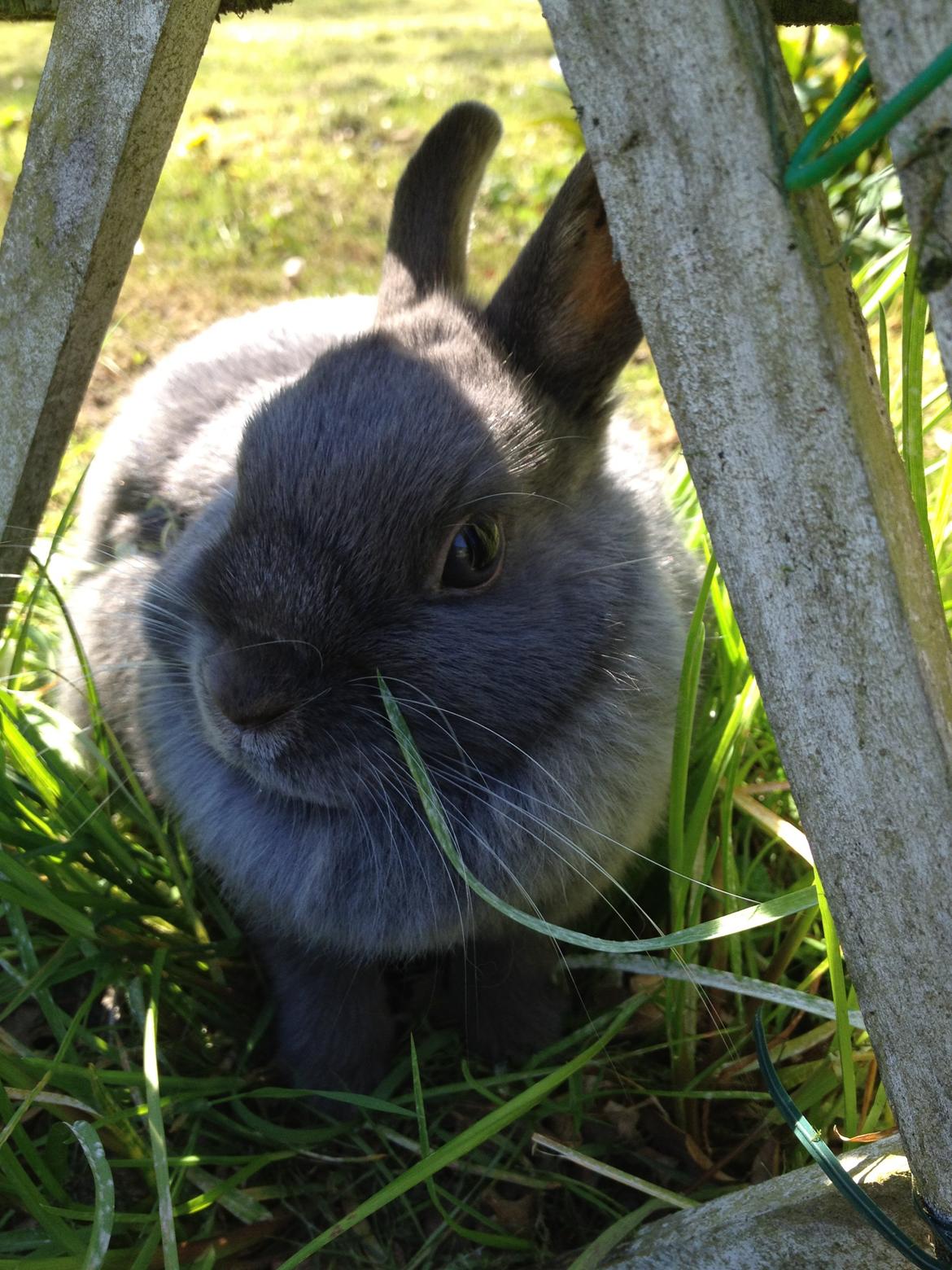 Kanin Nimbus billede 3