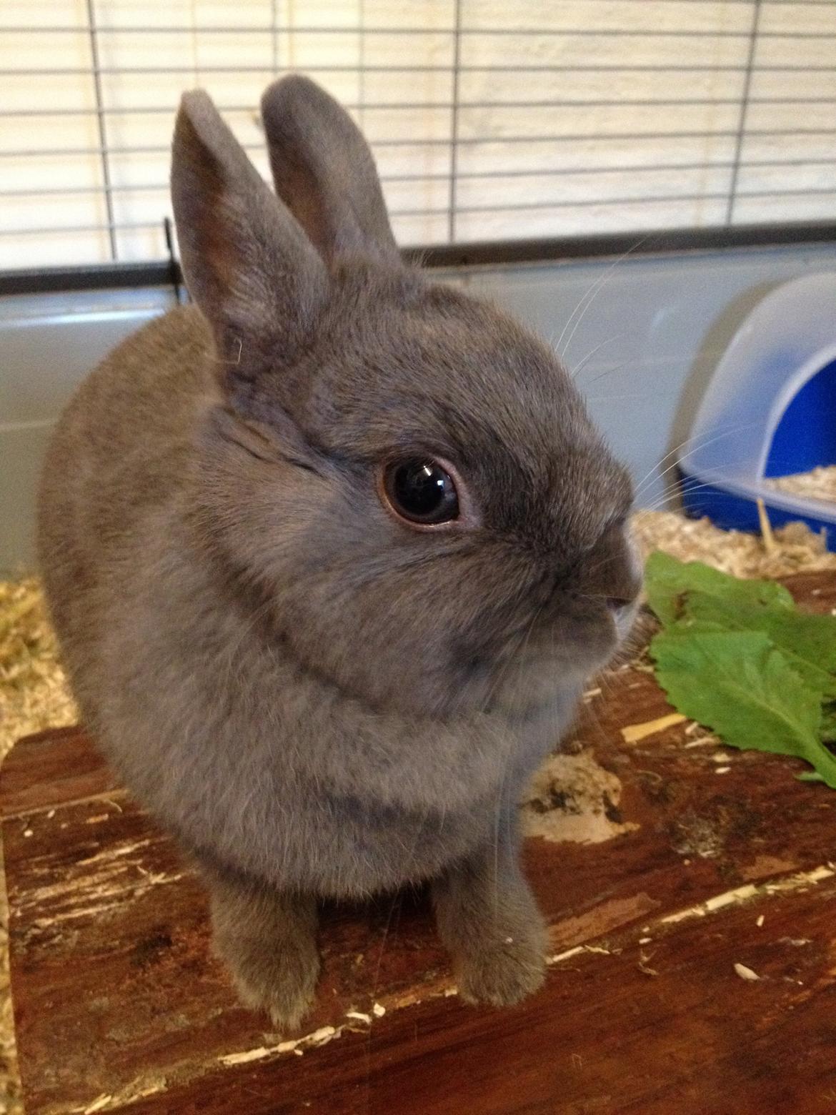 Kanin Nimbus billede 4