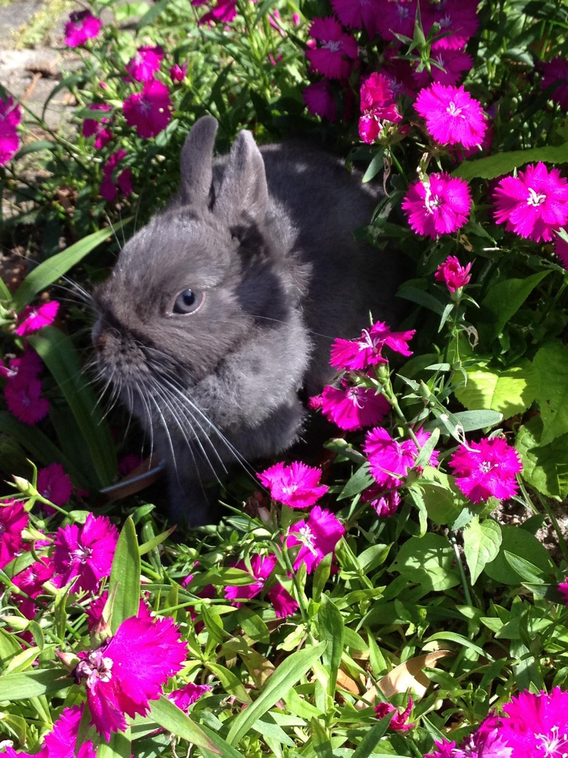 Kanin Nimbus billede 5