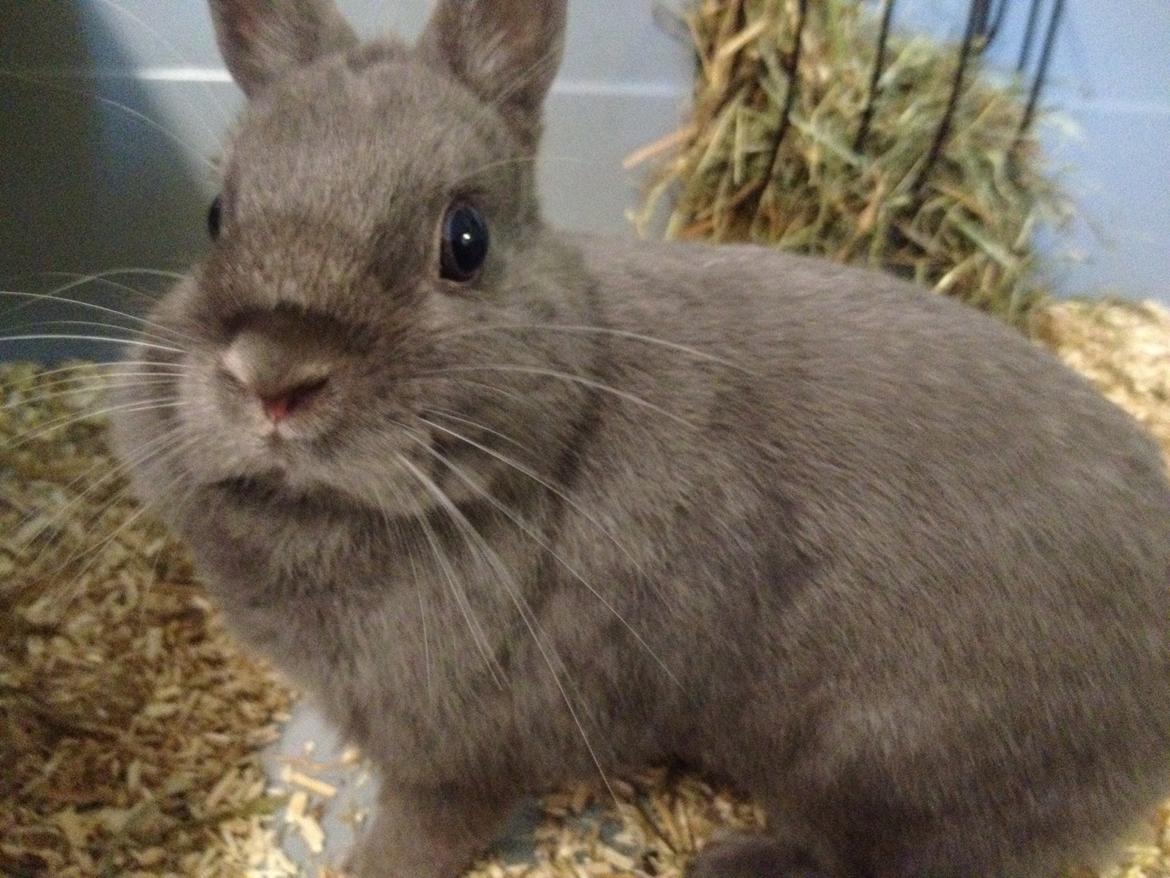 Kanin Nimbus billede 6