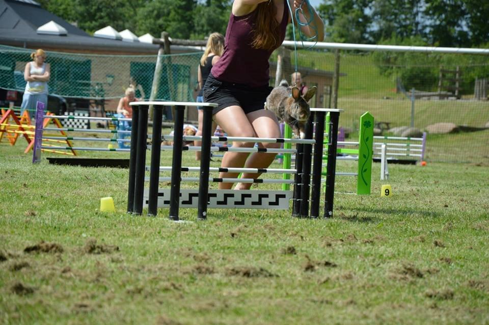 Kanin Flora Narcissus (Noah) billede 22