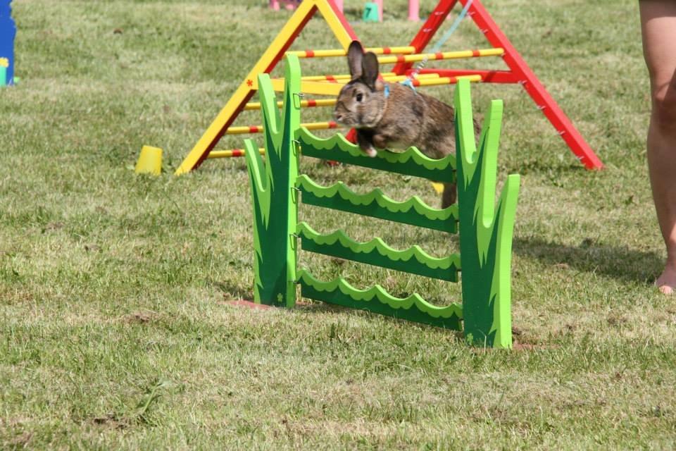 Kanin Flora Narcissus (Noah) billede 21