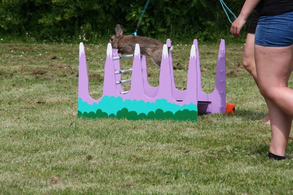 Kanin Flora Narcissus (Noah) billede 23