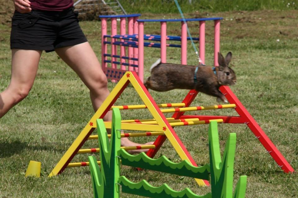 Kanin Flora Narcissus (Noah) billede 24