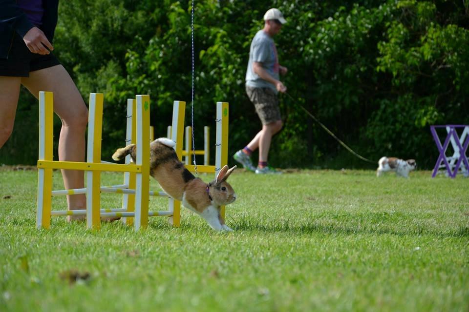 Kanin Players Nivalis af Flora billede 16