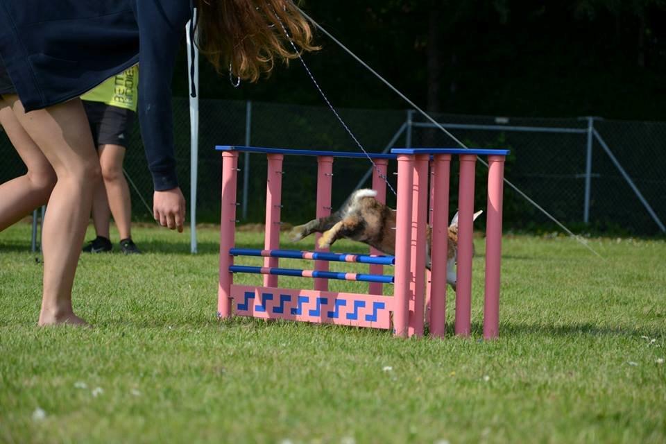 Kanin Players Nivalis af Flora billede 17