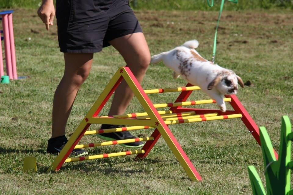 Kanin Winds Jar Jar Binks billede 14