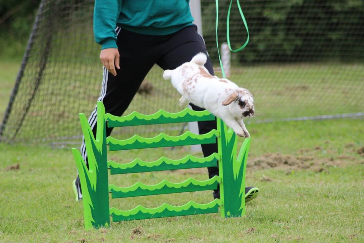 Kanin Winds Jar Jar Binks billede 15