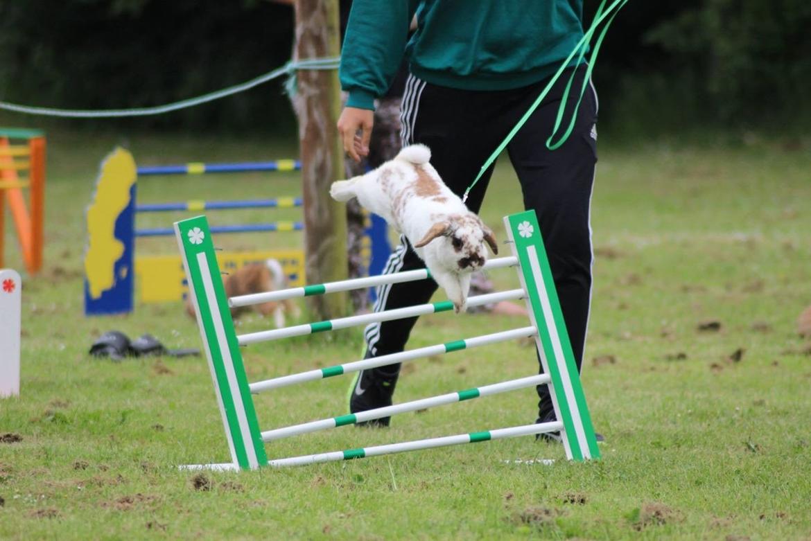 Kanin Winds Jar Jar Binks billede 16