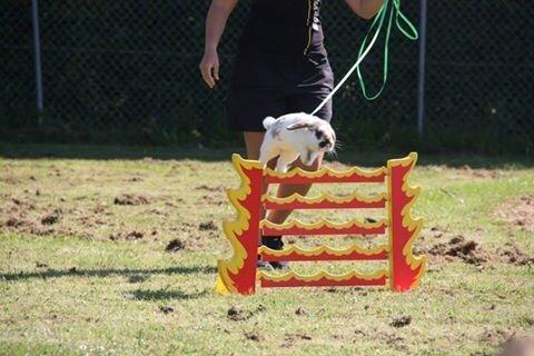 Kanin Winds Jar Jar Binks billede 17