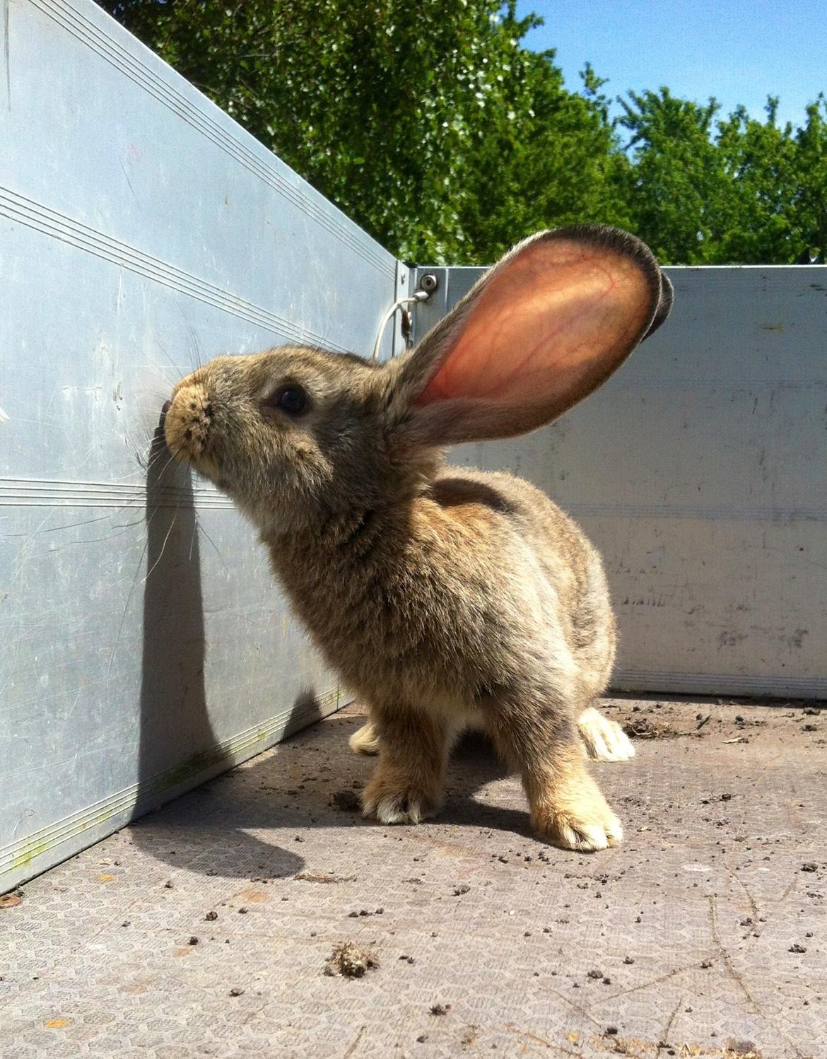 Kanin Belgisk kæmpe - Karla Kampvogn billede 5