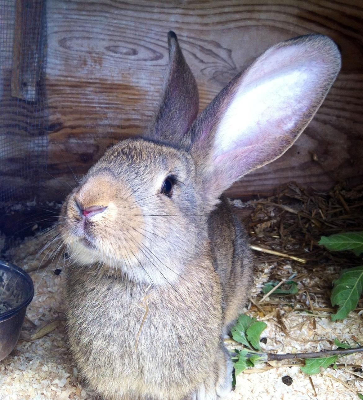 Kanin Belgisk kæmpe - Karla Kampvogn billede 7