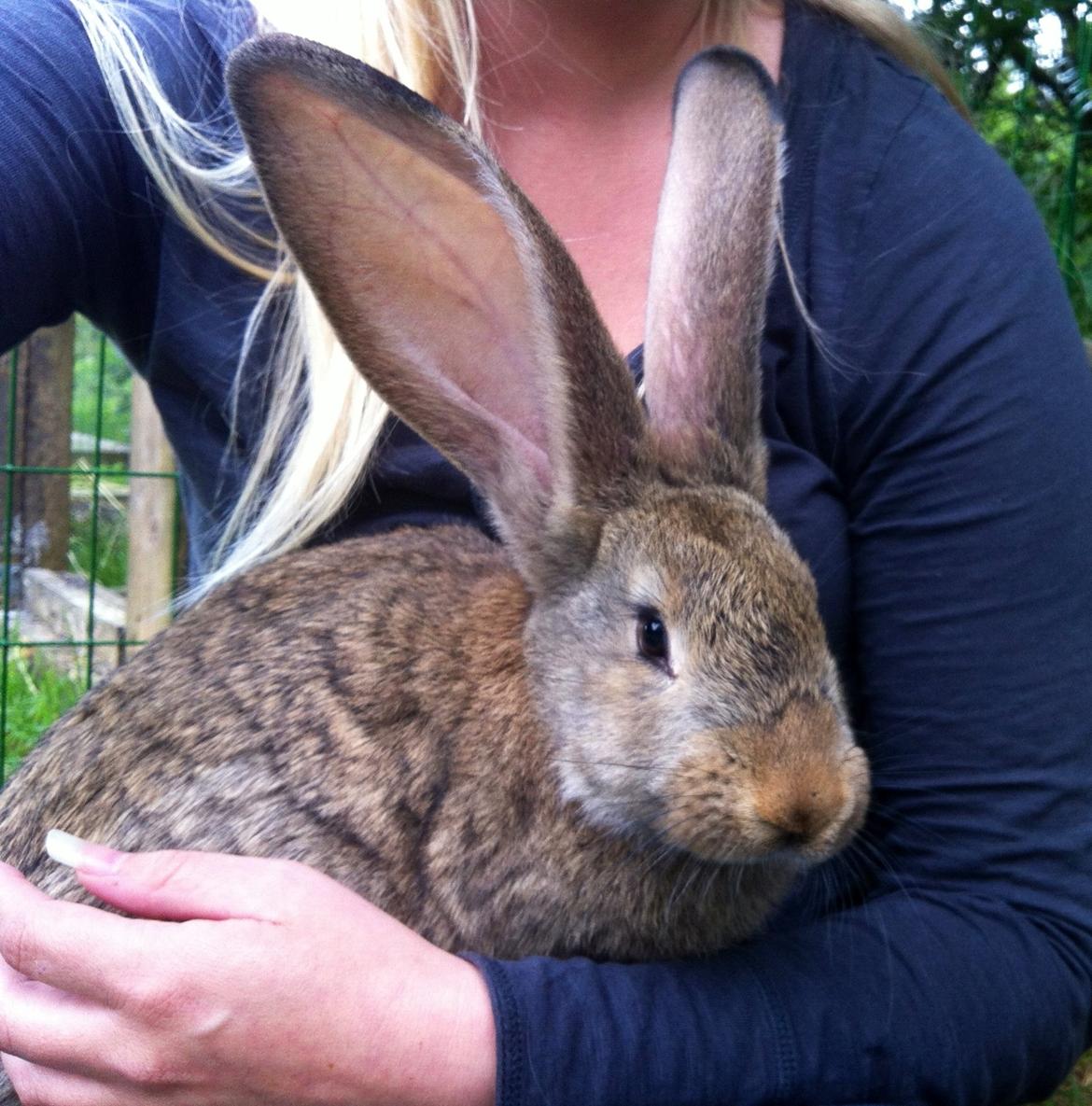 Kanin Belgisk kæmpe - Karla Kampvogn billede 10