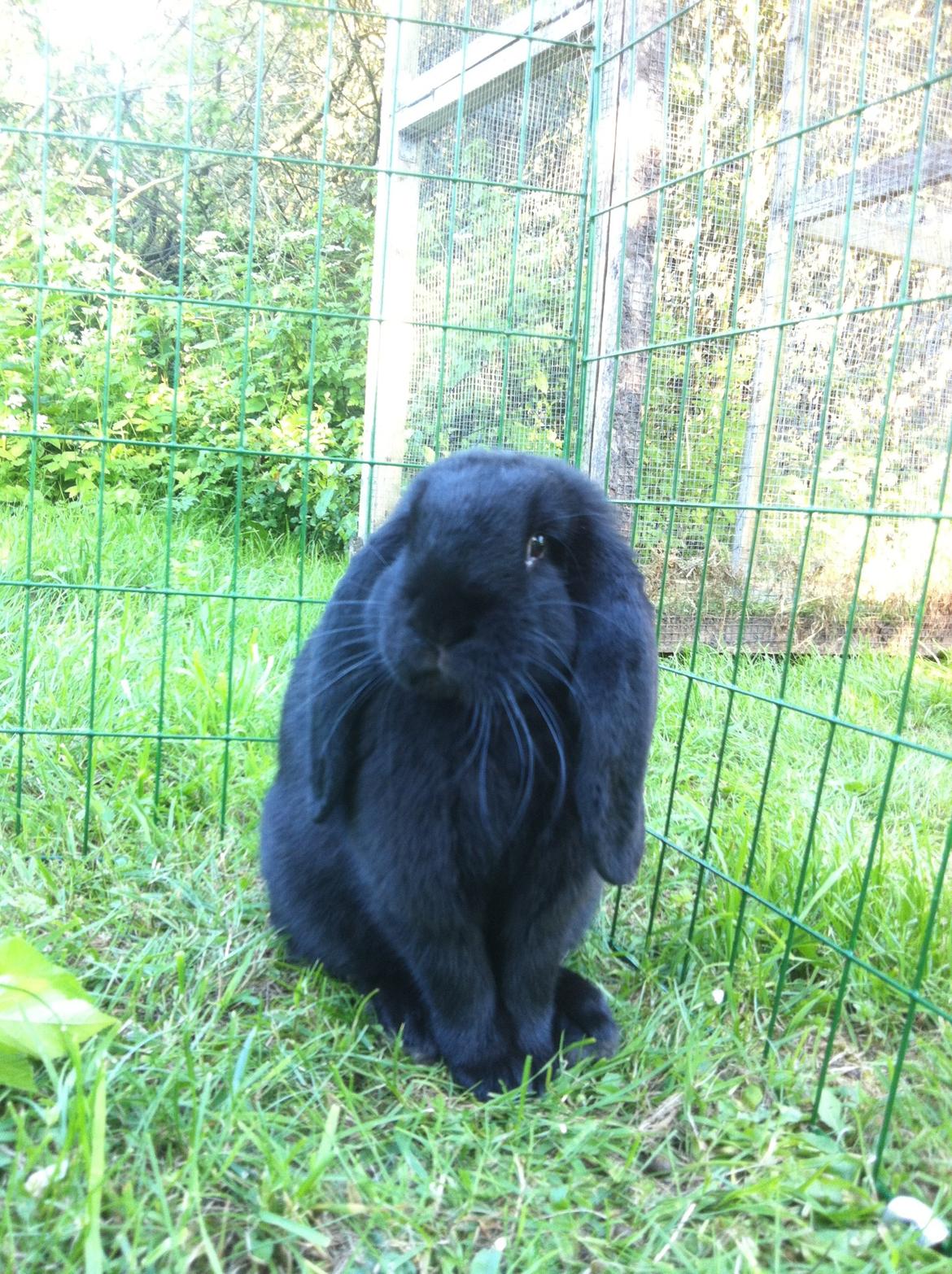 Kanin Fransk vædder - NIIIIELS billede 2