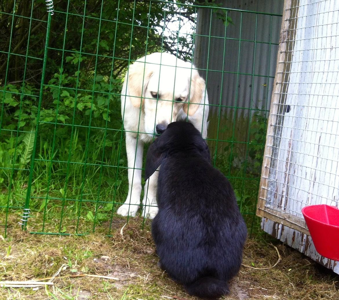 Kanin Fransk vædder - NIIIIELS billede 4