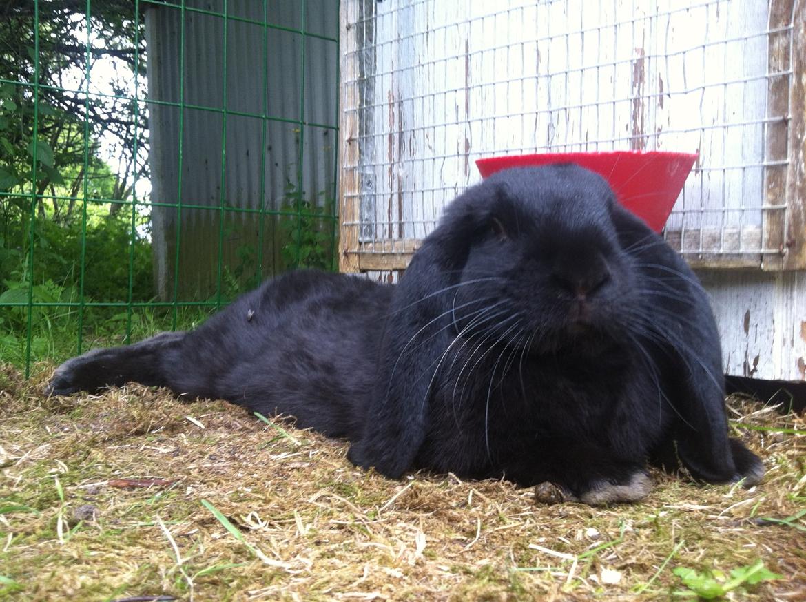 Kanin Fransk vædder - NIIIIELS billede 7