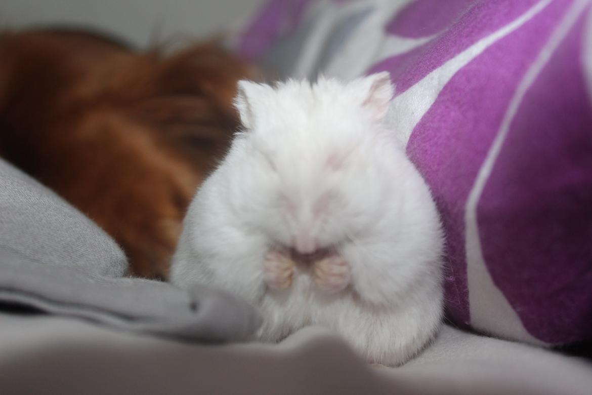 Dværghamster Snebold billede 23