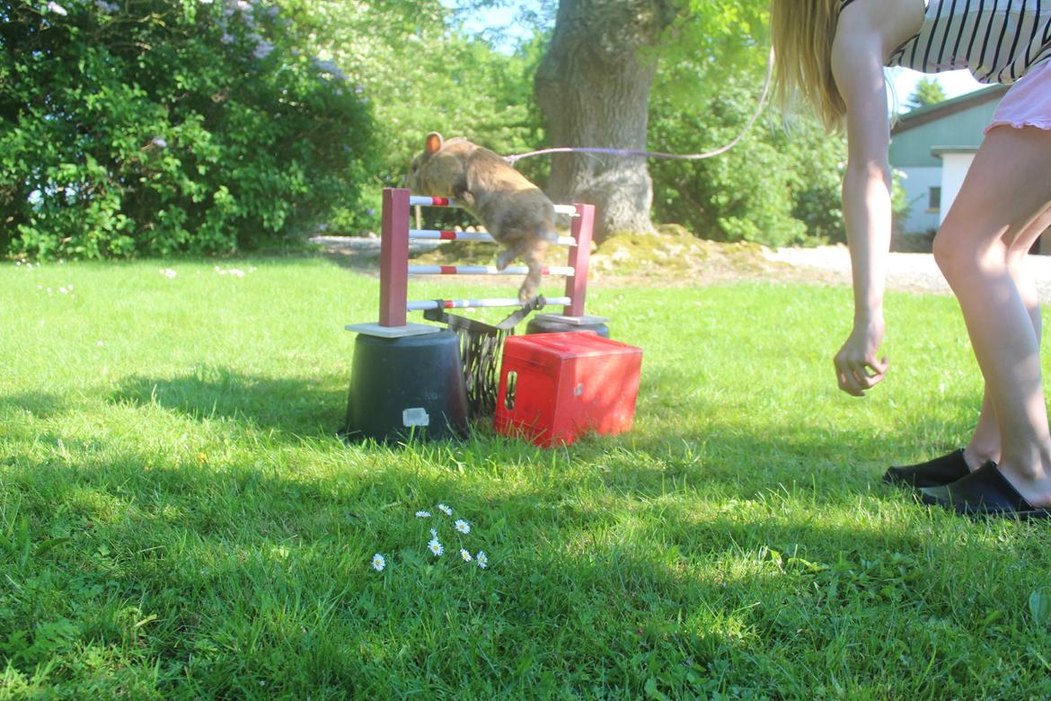 Kanin Rolly Jumper* R'j- TILBYDER PARRING billede 30