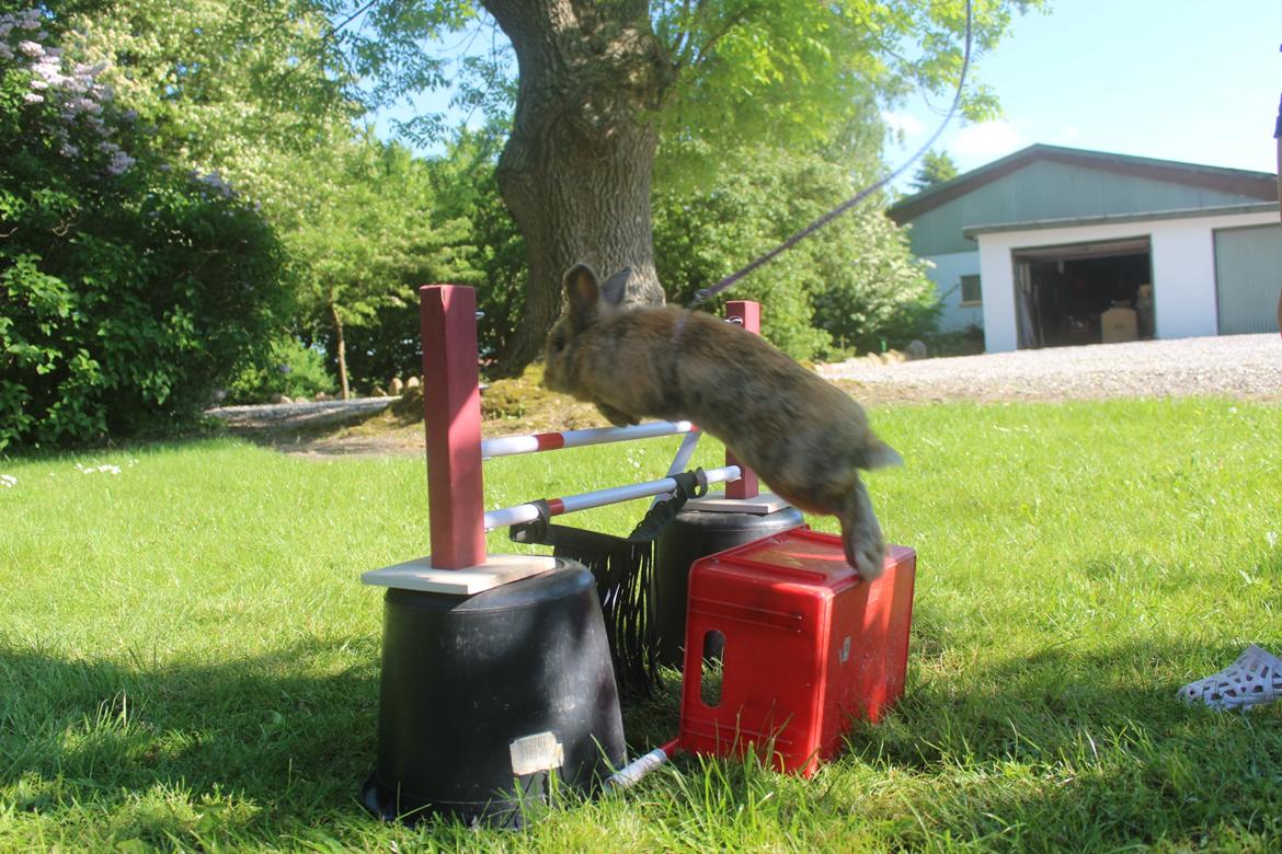 Kanin Rolly Jumper* R'j- TILBYDER PARRING billede 31