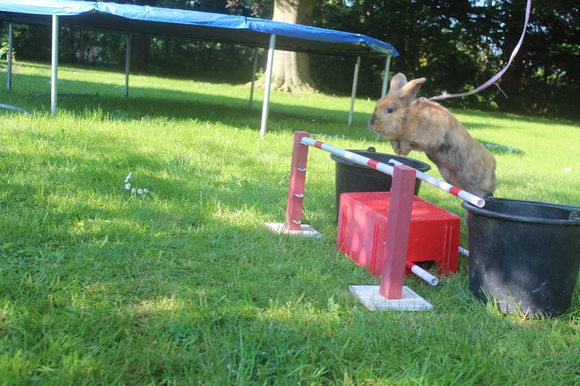 Kanin Rolly Jumper* R'j- TILBYDER PARRING billede 33