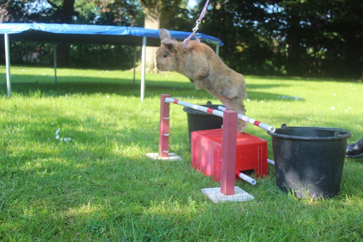 Kanin Rolly Jumper* R'j- TILBYDER PARRING billede 34